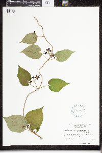 Matelea decipiens image