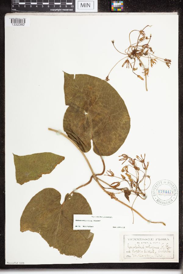 Matelea image