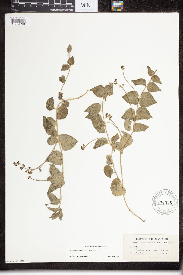 Matelea parviflora image
