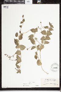 Image of Matelea parviflora