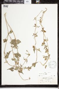 Image of Matelea producta