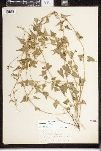 Matelea producta image