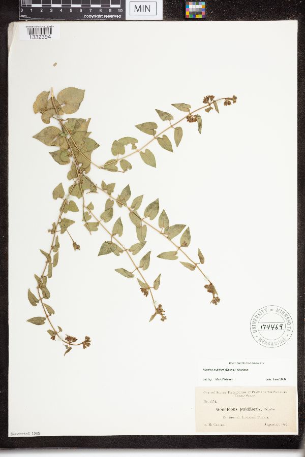 Matelea pubiflora image