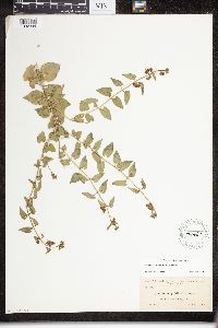 Image of Matelea pubiflora