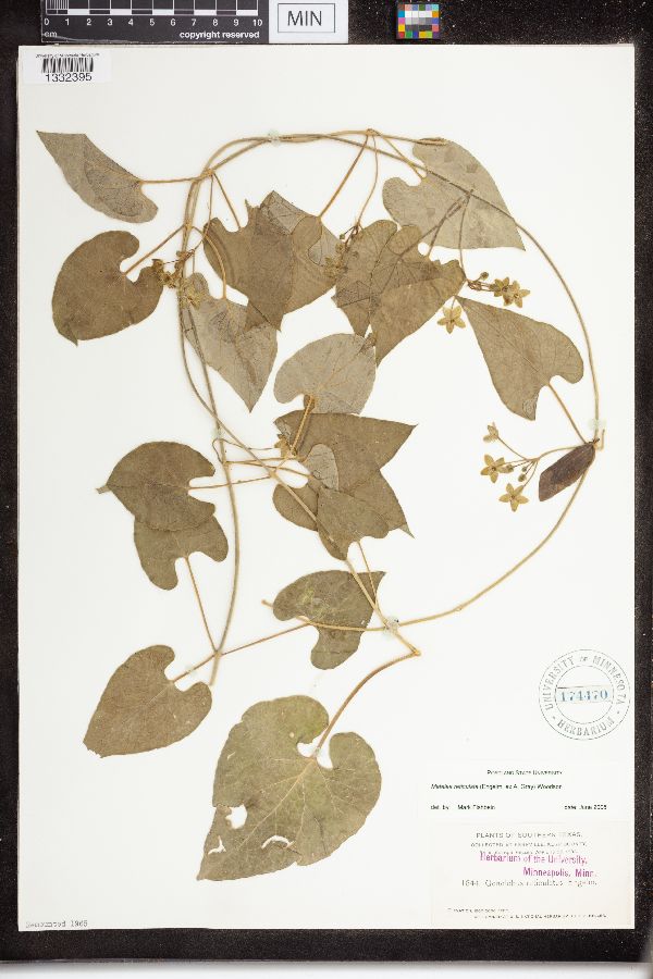 Matelea reticulata image