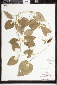 Image of Matelea reticulata