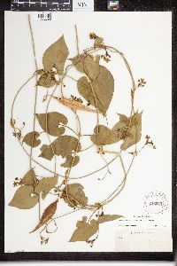 Matelea reticulata image