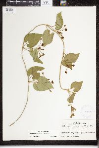 Matelea reticulata image