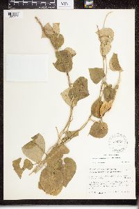 Matelea reticulata image