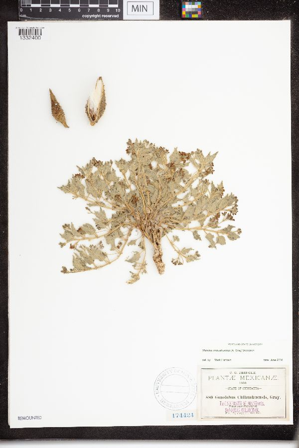 Matelea chihuahuensis image