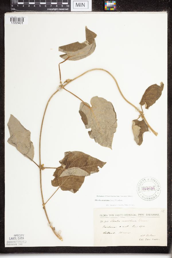 Matelea maritima image