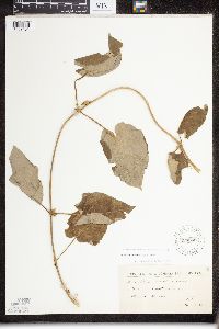 Image of Matelea maritima