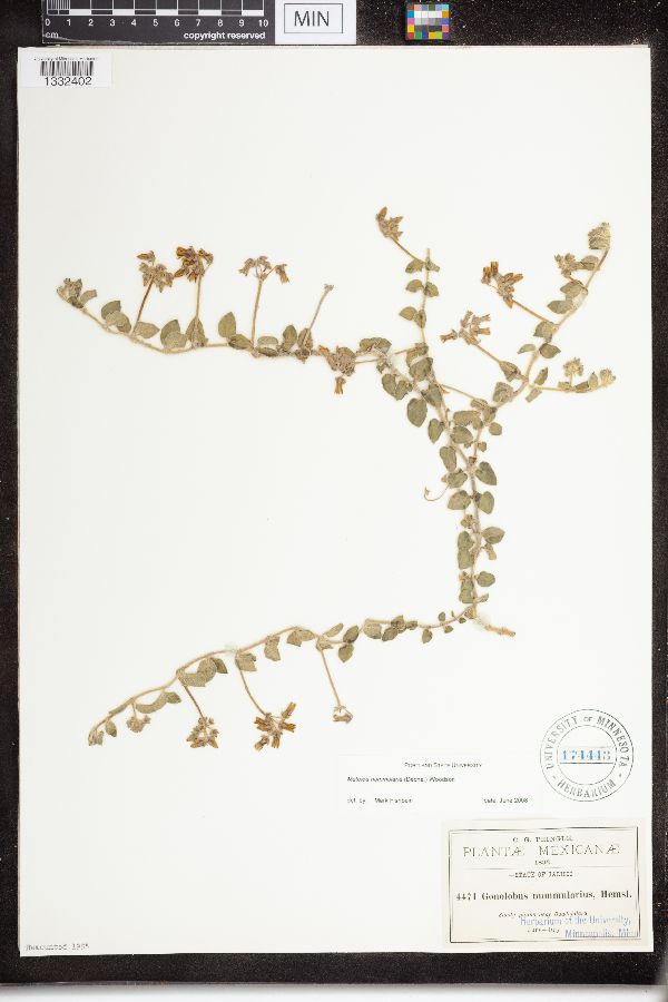 Matelea nummularia image