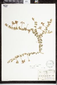 Image of Matelea nummularia