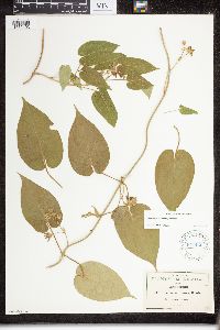 Image of Matelea pilosa