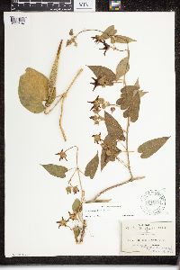 Matelea pilosa image