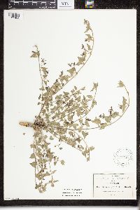 Image of Matelea prostrata