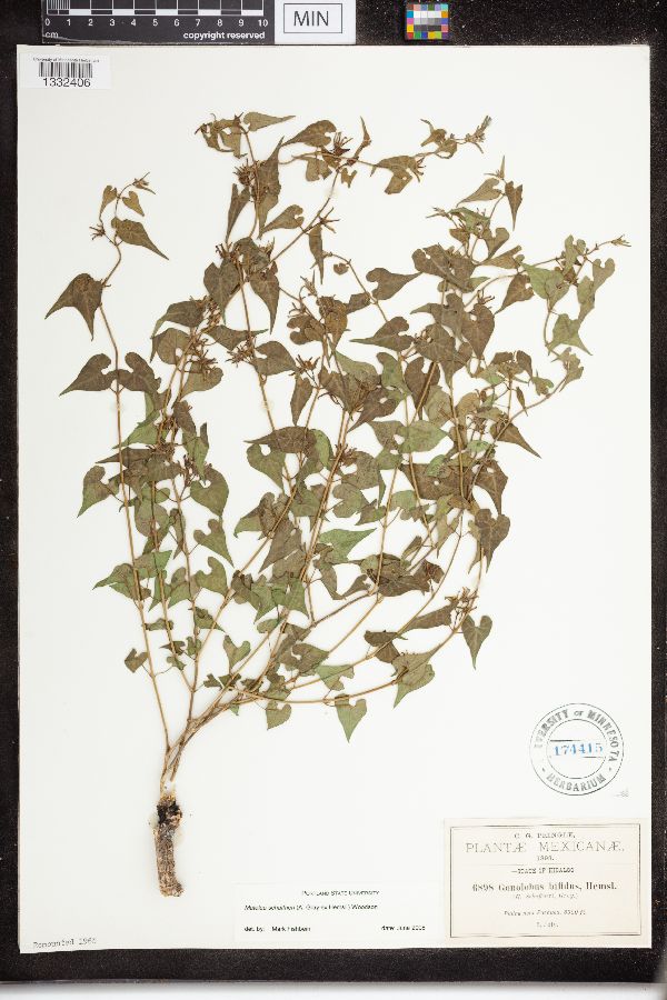 Matelea schaffneri image