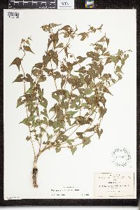 Image of Matelea schaffneri