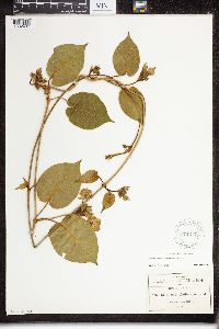 Image of Matelea velutina