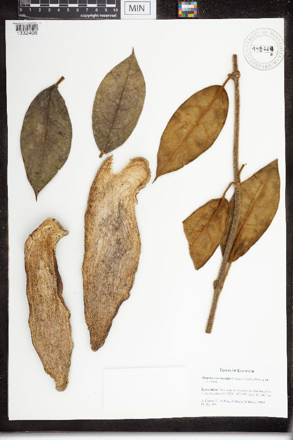 Matelea macrocarpa image