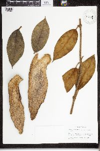 Image of Matelea macrocarpa