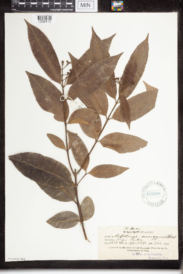 Melodinus monogynus image