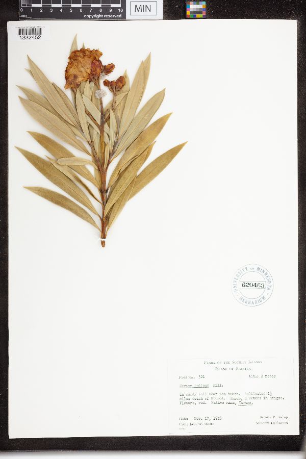 Nerium indicum image