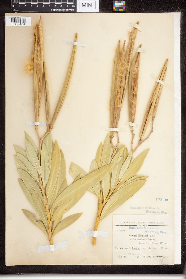 Nerium kotschii image