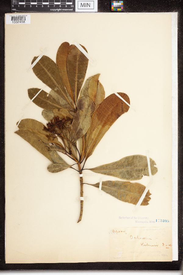 Ochrosia kilneri image