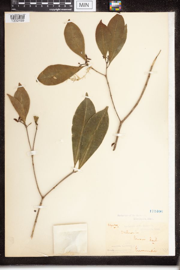 Ochrosia poweri image