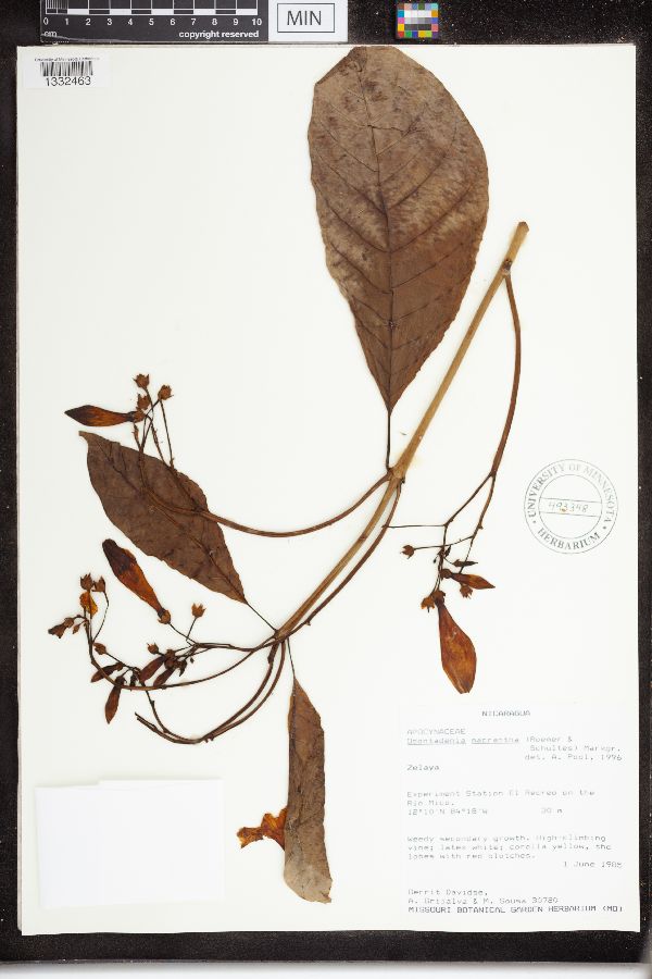 Odontadenia macrantha image