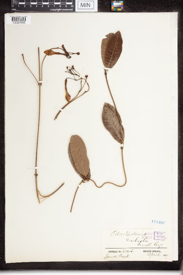 Odontadenia nitida image