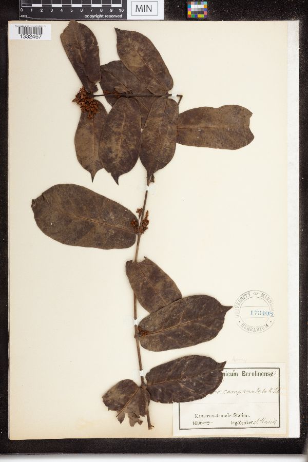 Oncinotis campanulata image