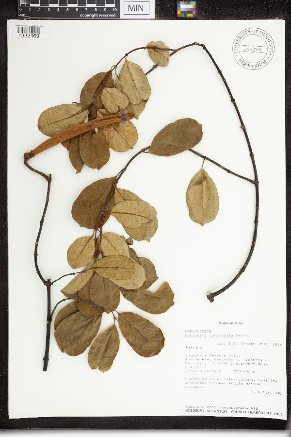 Oncinotis tomentella image