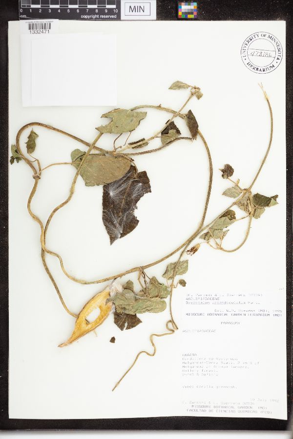 Oxypetalum appendiculatum image