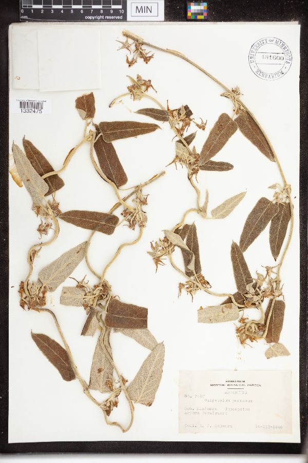 Oxypetalum pannosum image