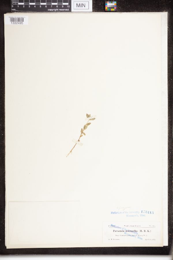 Parsonsia micrantha image