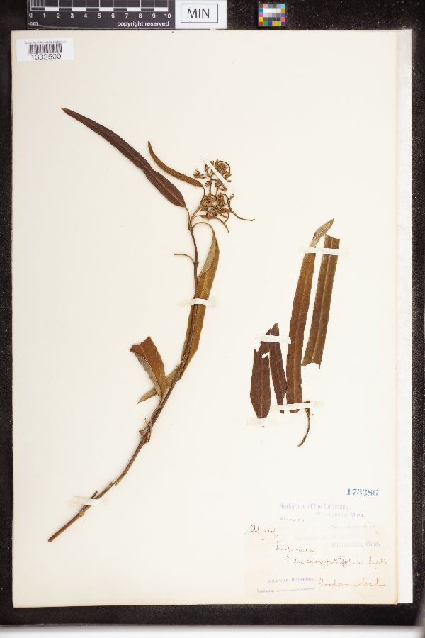 Parsonsia eucalyptifolia image