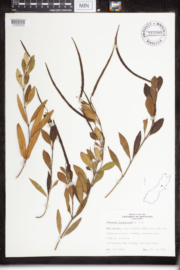Parsonsia heterophylla image