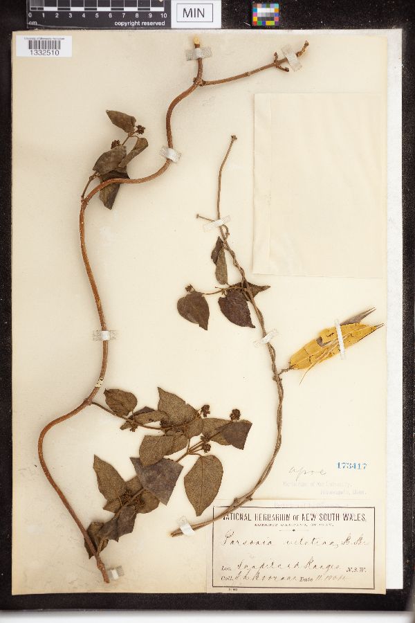 Parsonsia velutina image