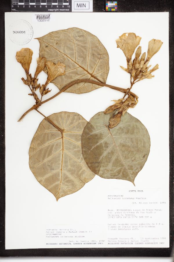 Peltastes isthmicus image