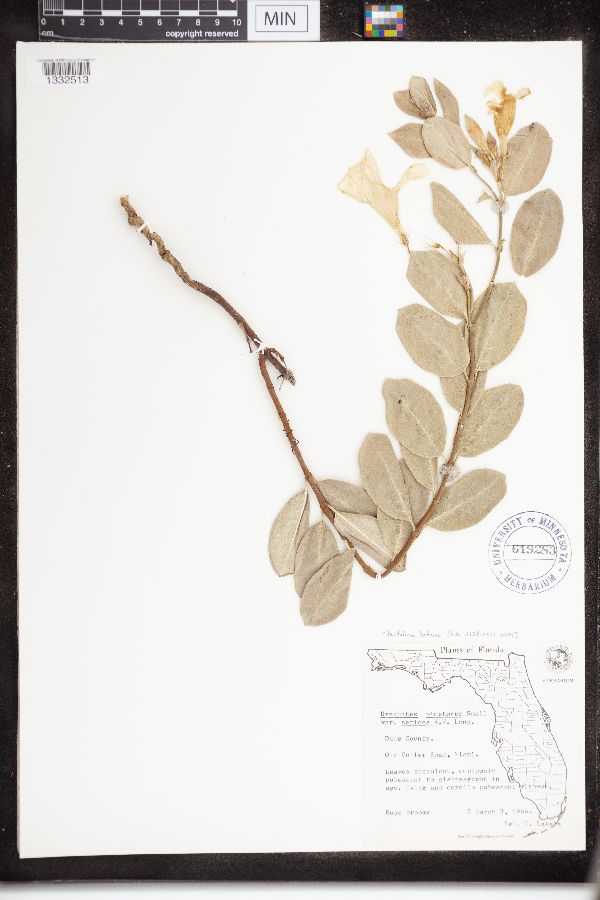 Pentalinon luteum image