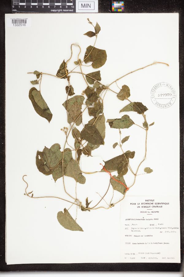 Pentarrhinum insipidum image