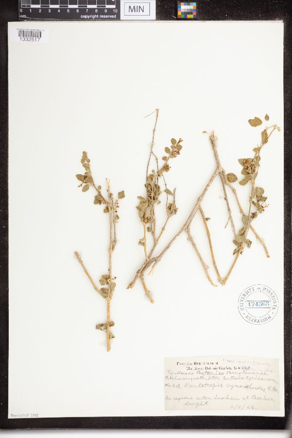 Pentatropis cynanchoides image