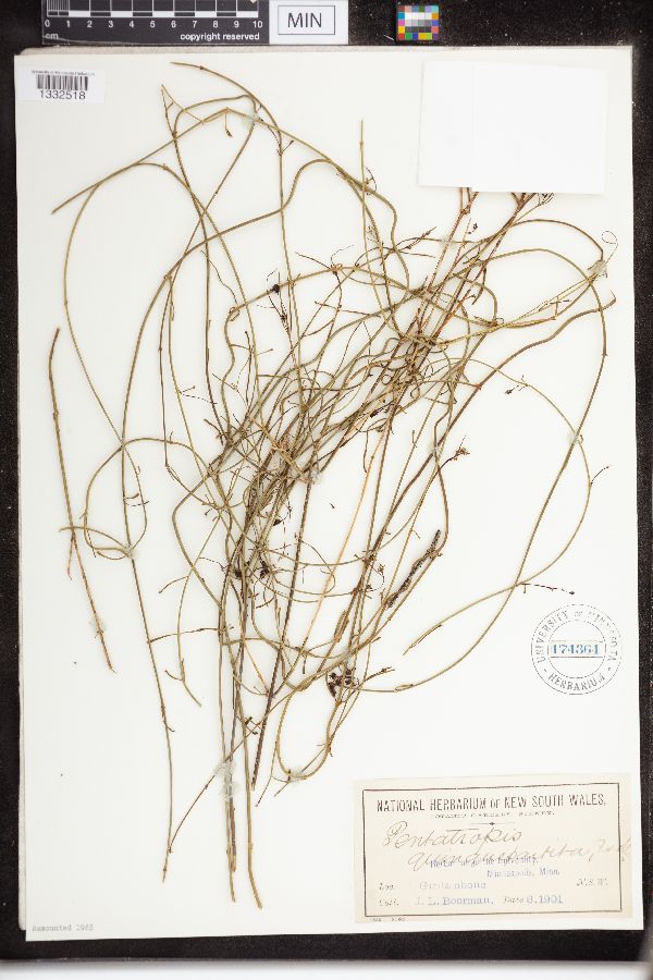 Pentatropis quinquepartita image