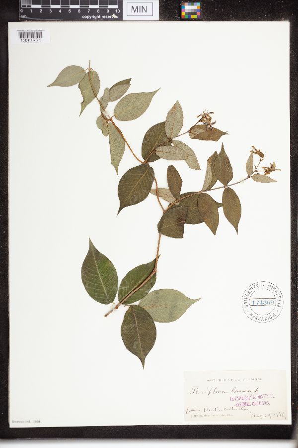 Periploca graeca image