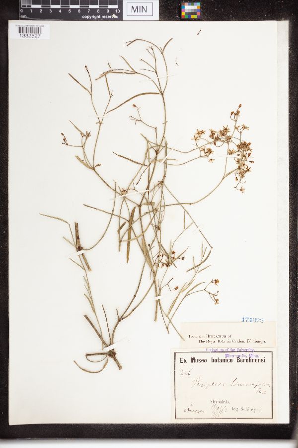 Periploca linearifolia image