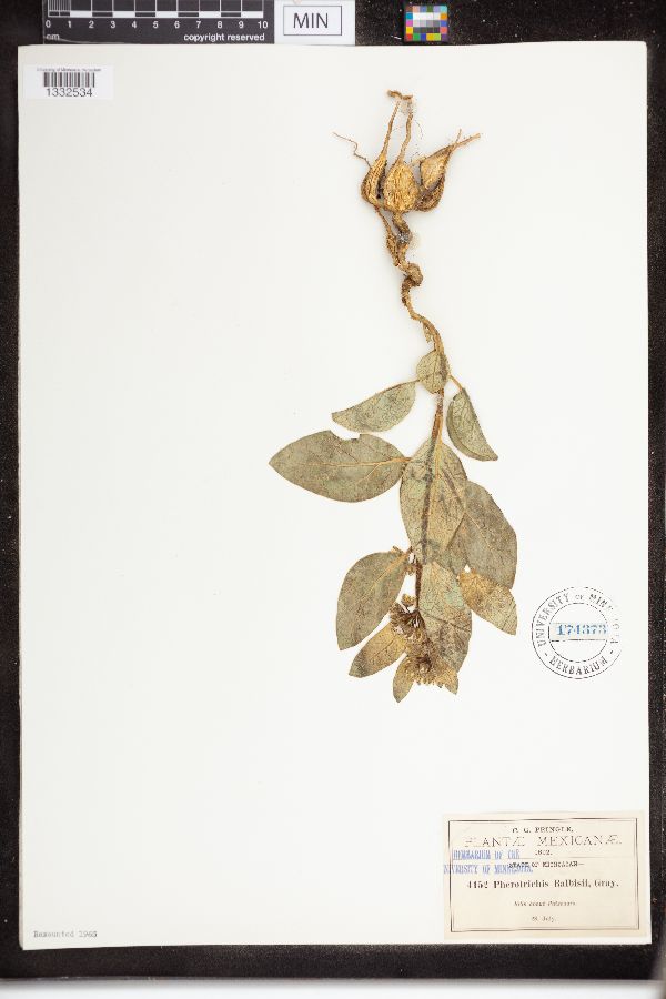 Pherotrichis balbisii image