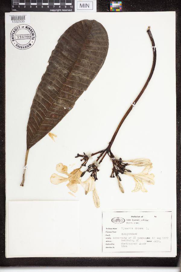 Plumeria obtusa image